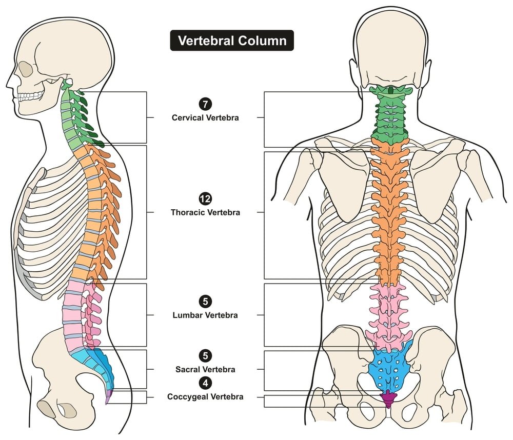 Vertebrae Fractures