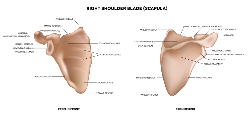 scapula fracture